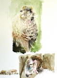 Tous des moutons   (99x49)      180 € - Animaux