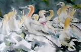 Les Fous   (35x55)    200 € - Animaux