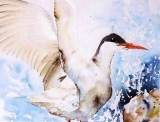 Embruns  (28x38)   vendu - Animaux