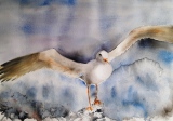 Atterrissage 1 (28x38)  vendu - Animaux