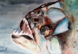 Belle gueule  (36x51)  80 € - Animaux