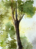 Du côté des Elfes (30x23)         130 € - Arbres